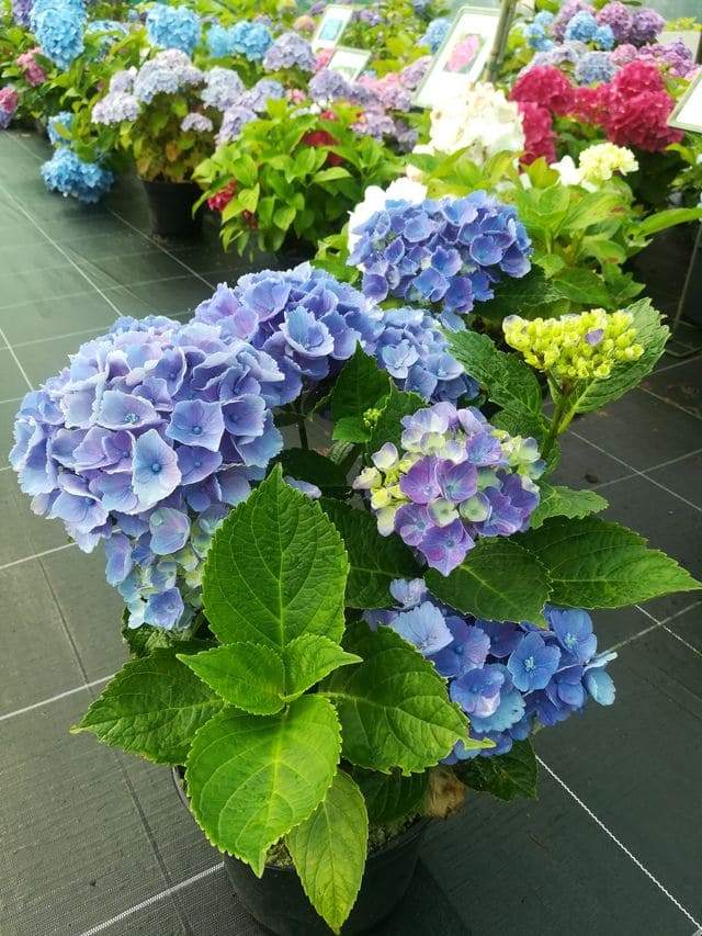 Xian - Hydrangea macrophylla (Fleurs rondes) – Image 2