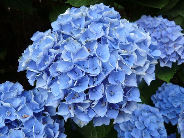 Xian - Hydrangea macrophylla (Fleurs rondes)