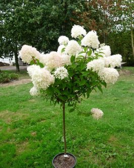 Lime Light (Arbre / Tige) - Hydrangea paniculata