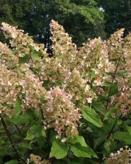 Megapearl - Hydrangea paniculata