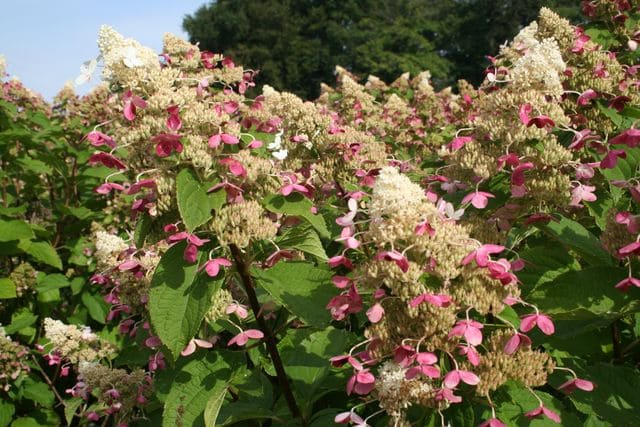 Midlate Summer - Hydrangea paniculata – Image 2