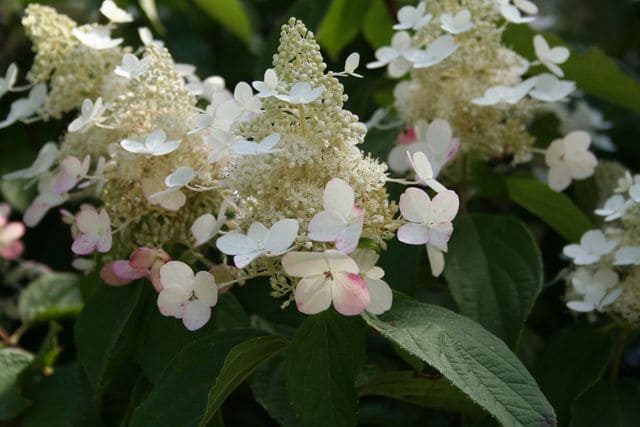 Midlate Summer - Hydrangea paniculata – Image 3