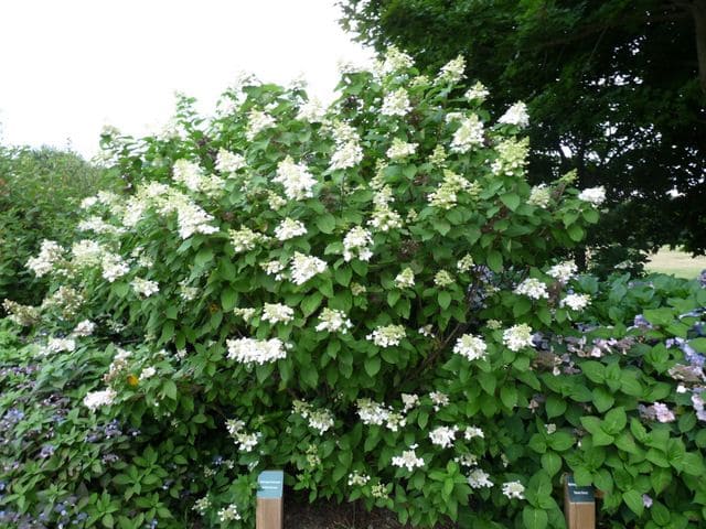 Midlate Summer - Hydrangea paniculata