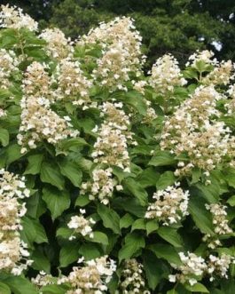 Papillon - Hydrangea paniculata
