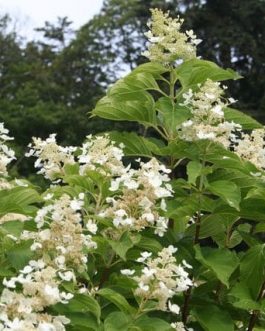 Papillon - Hydrangea paniculata