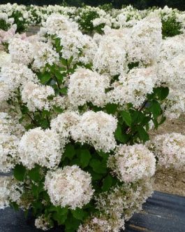 Phantom - Hydrangea paniculata