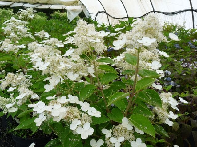 Prim' white - Hydrangea paniculata – Image 2