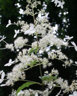 Taïwan Form - Hydrangea paniculata