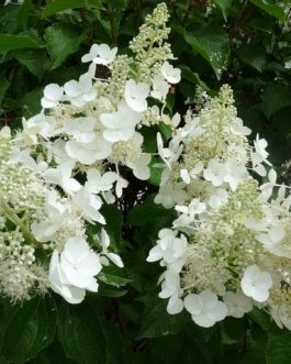 White Lady - Hydrangea paniculata