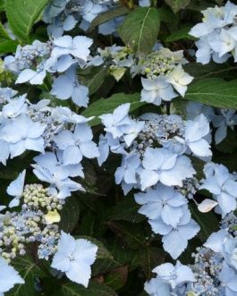 Blue deckle - Hydrangea serrata