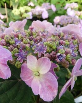 Hallasan - Hydrangea serrata
