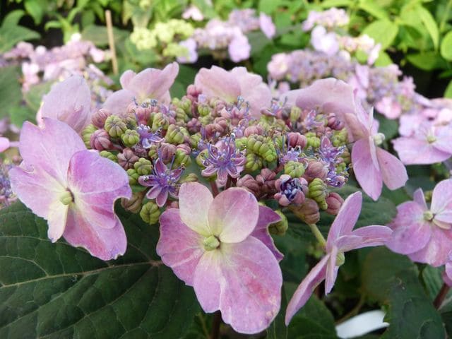 Hallasan - Hydrangea serrata – Image 2