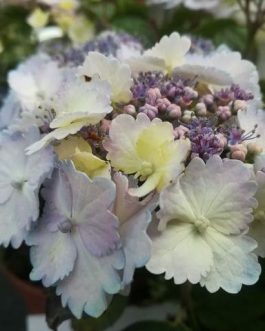 Alycon - Hydrangea serrata