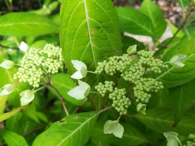 Angustata - Hydrangea serrata – Image 3