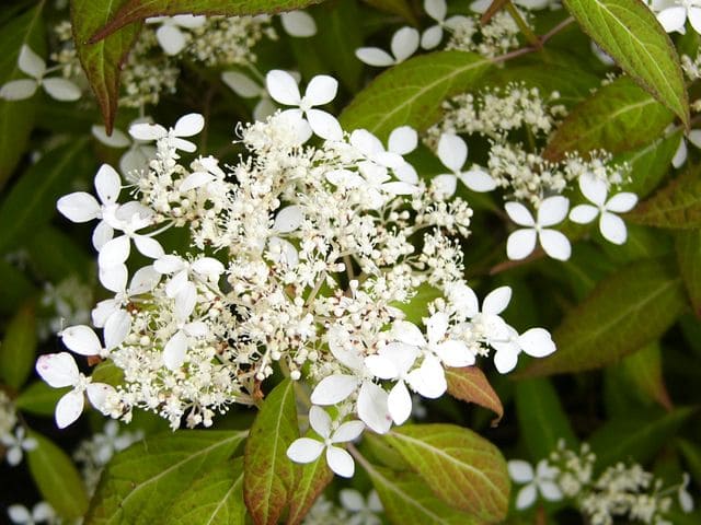 Angustata - Hydrangea serrata – Image 2