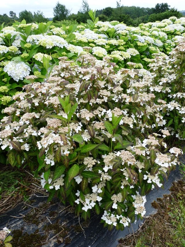 Angustata - Hydrangea serrata