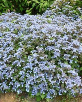 Blue Billow - Hydrangea serrata
