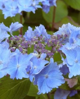 Cap Sizun - Hydrangea serrata