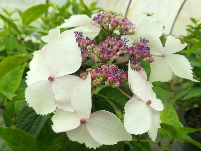 Grayswood - Hydrangea serrata – Image 2