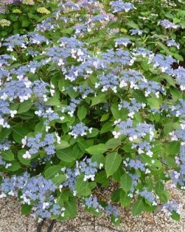 Hime gaku - Hydrangea serrata