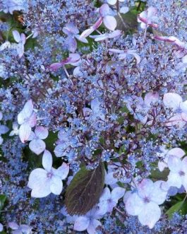 Hime gaku - Hydrangea serrata