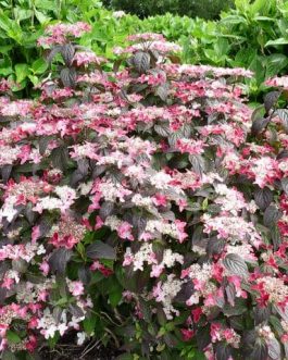 Kurenaï - Hydrangea serrata