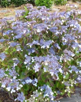 Kuro hime - Hydrangea serrata