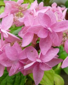 Mikaka yae - Hydrangea serrata