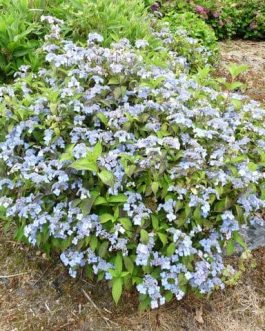 Miranda - Hydrangea serrata