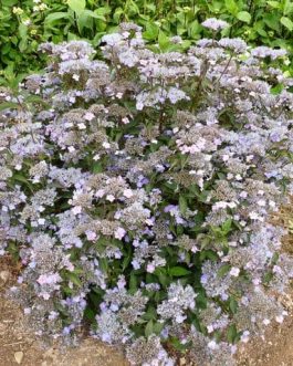 Montaso - Hydrangea serrata