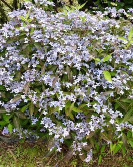 Otsu hime - Hydrangea serrata