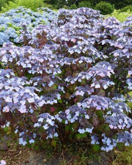 Shojo - Hydrangea serrata