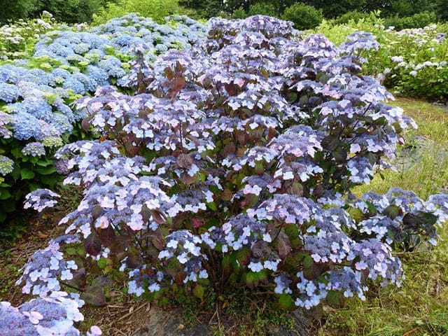 Shojo - Hydrangea serrata