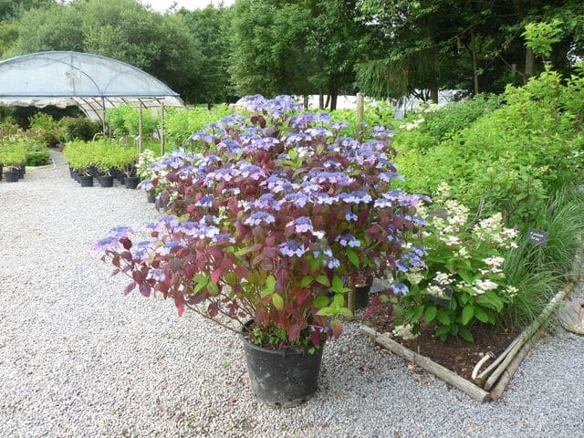 Shojo - Hydrangea serrata – Image 4