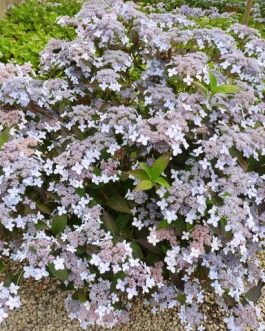Tiara - Hydrangea serrata