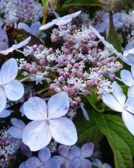 Tiara - Hydrangea serrata