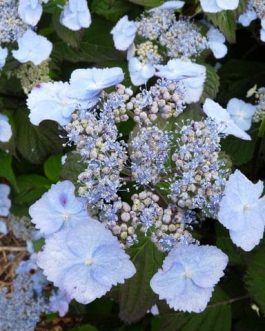 Yesoensis - Hydrangea serrata
