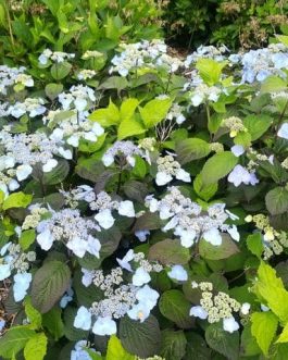 Yesoensis - Hydrangea serrata