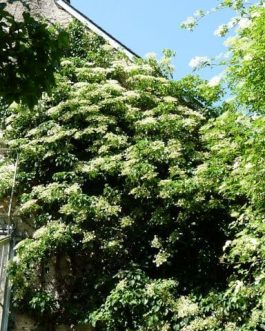 anomala Pétiolaris Tiliaefolia