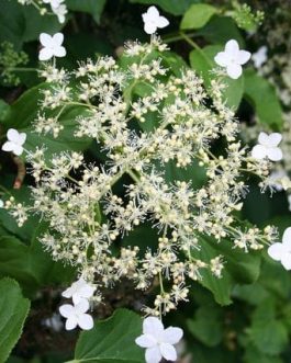 Pétiolaris - Hydrangea Grimpant