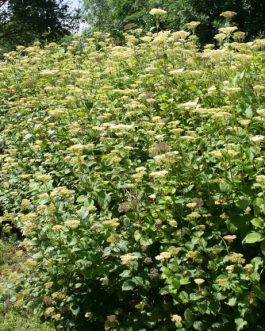 Hirta - Autres Hydrangea