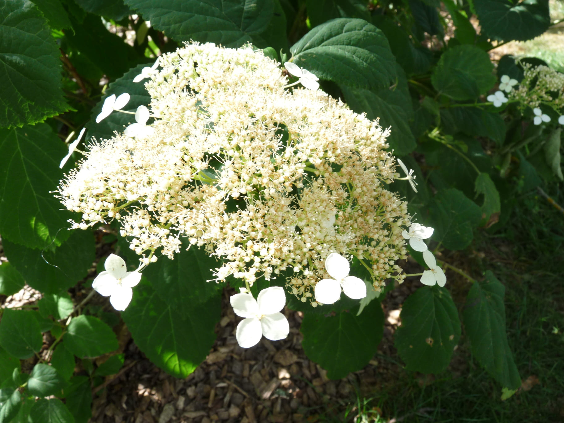 Glabatra - Hydrangea arborescent