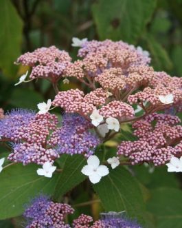 Kawakami - Hydrangea aspera
