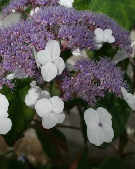Rocklon - Hydrangea aspera