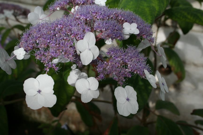 Rocklon - Hydrangea aspera
