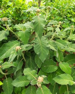 Sargentiana - Hydrangea aspera