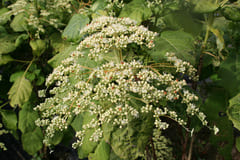Sikokiana - Hydrangea aspera