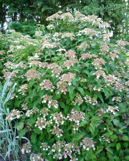 Morrey's Form - Hydrangea heteromalla
