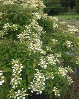 Jermyn's lace - Hydrangea heteromalla