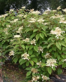 Nepal Beauty - Hydrangea heteromalla